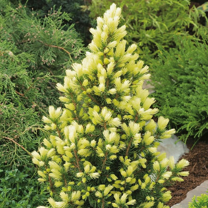 Sun of the Sky Verve gran 5 l