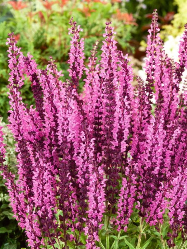 Fiolette salvieplante