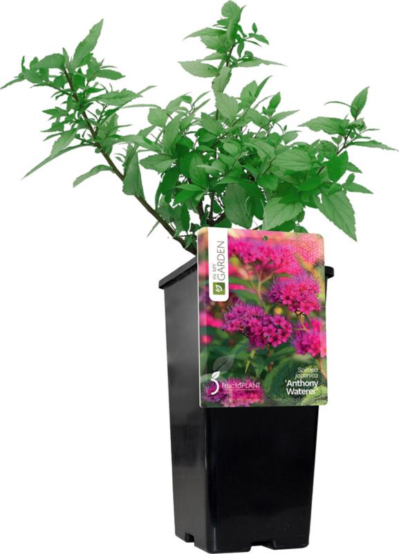 Japansk Spirea Antony Waterer In My Garden C2