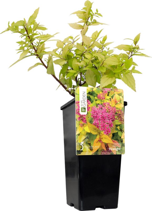 Japansk Spirea Firelight In My Garden C2