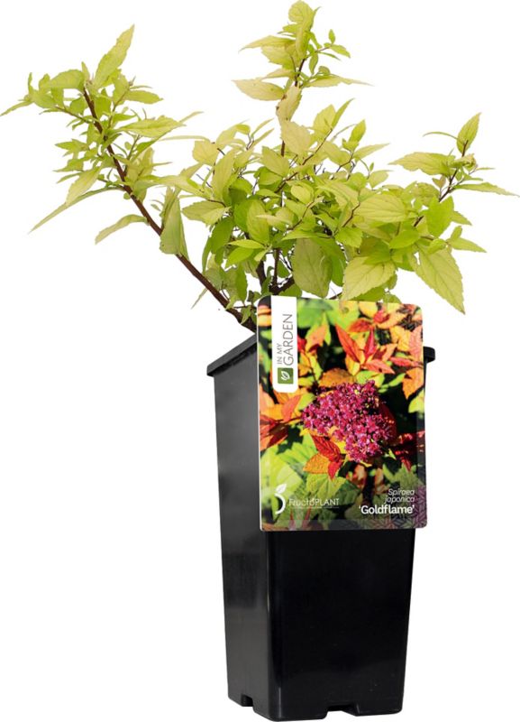 Japansk Spirea Goldflame In My Garden C2