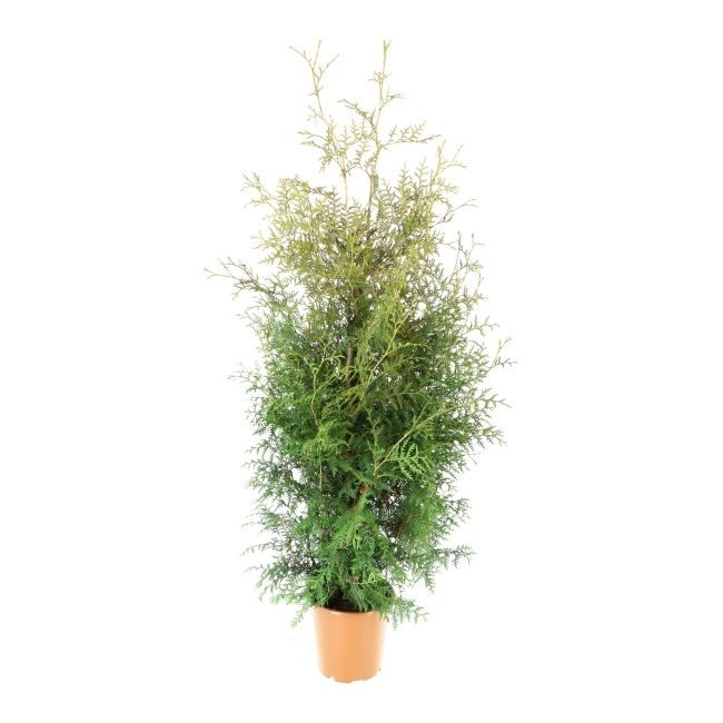 Thuja Brabant Verve 10 l – robust og nem at dyrke nåletræ til haven