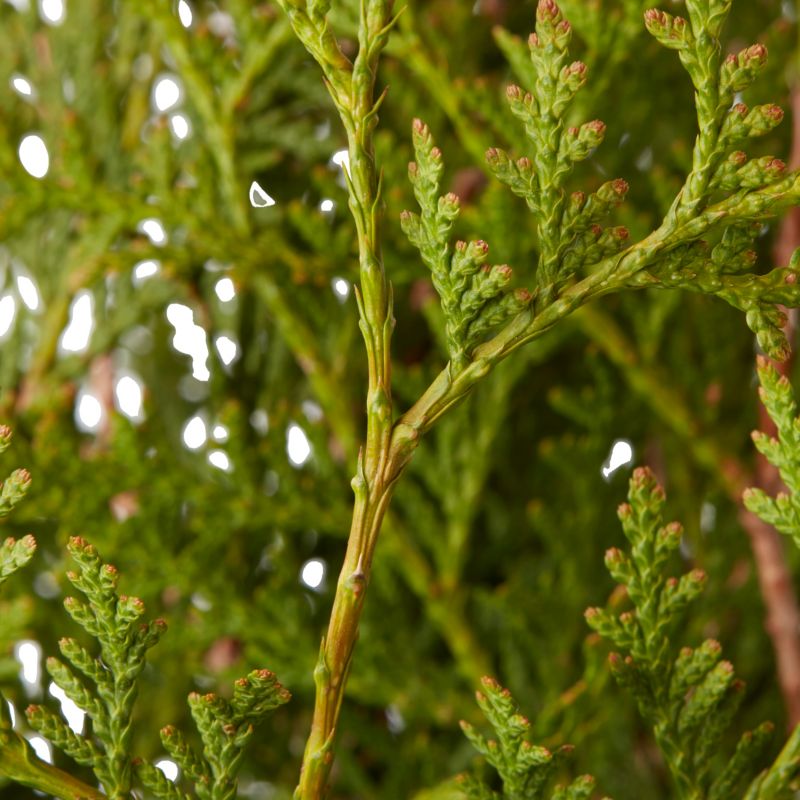 Thuja Brabant Verve 7,5 l - nem at dyrke og vintergrøn hækplante