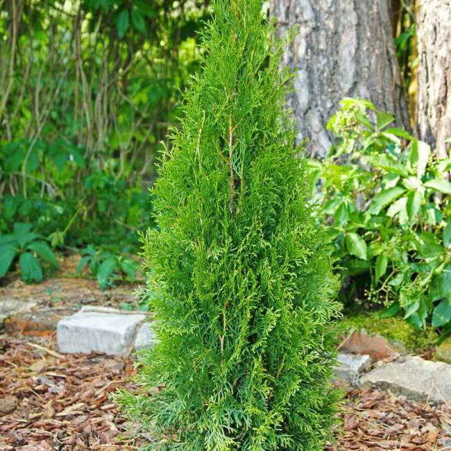 Thuja Smaragd 120-140 cm - ideel til have og bygrønne områder