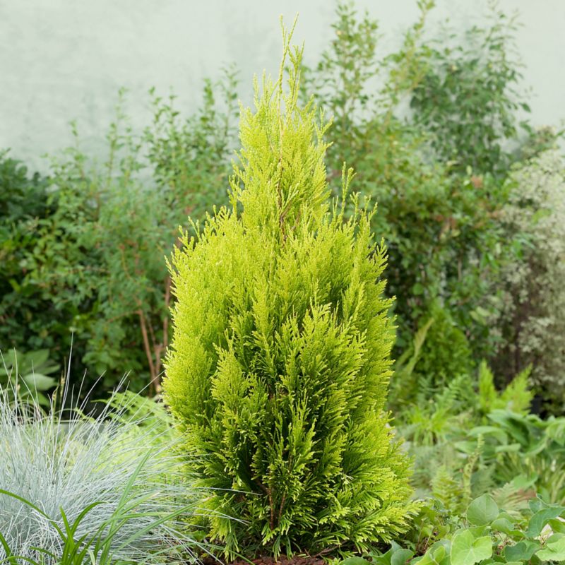 Thuja 4Ever Goldy Verve 5 l - gylden nåletræ til haven