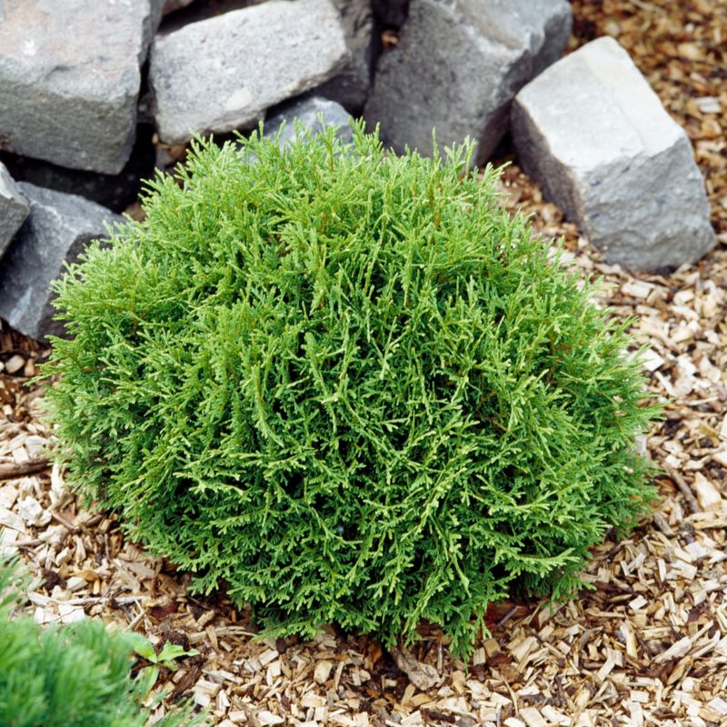 Thuja Danica Verve 2 l – dekorativ kugleformet nåletræ
