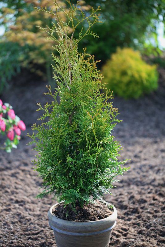 Thuja King of Brabant Verve 5 l – hurtigvoksende og nem at forme