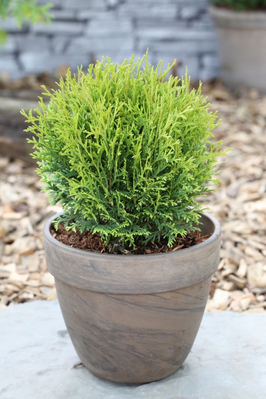 Thuja Tiny Tim Verve 2 l - kompaktet og dekorativ nåletræ