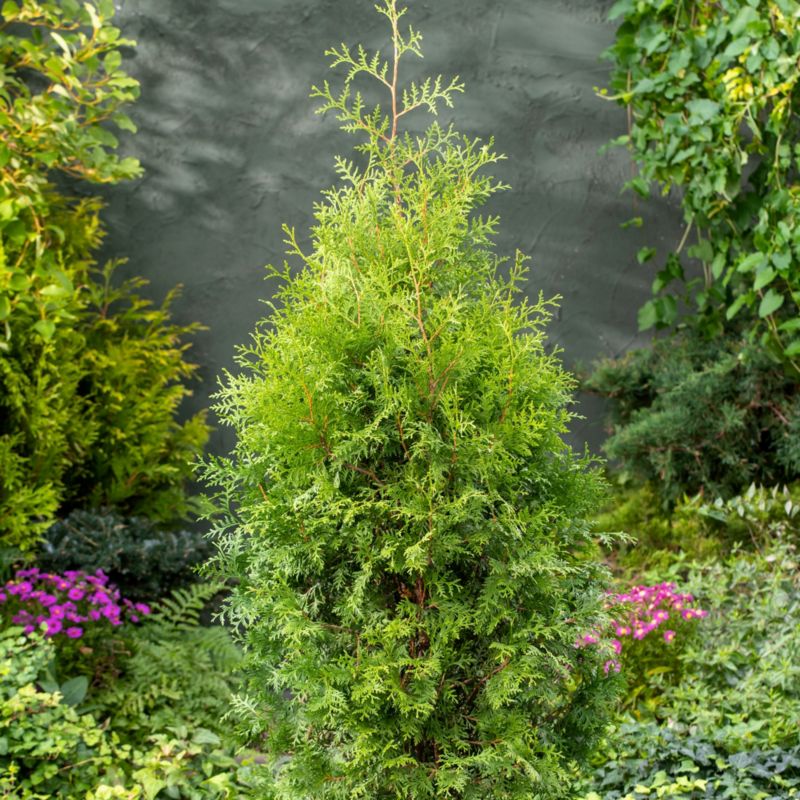 Thuja Vestlig Livstræ Brabant Verve 2 l