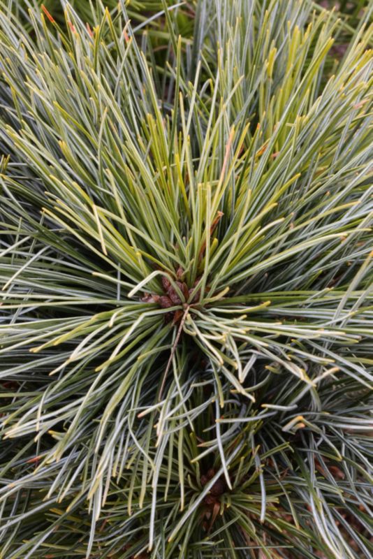 Thuja Vestlig Livstræ Rheingold Verve 2 l