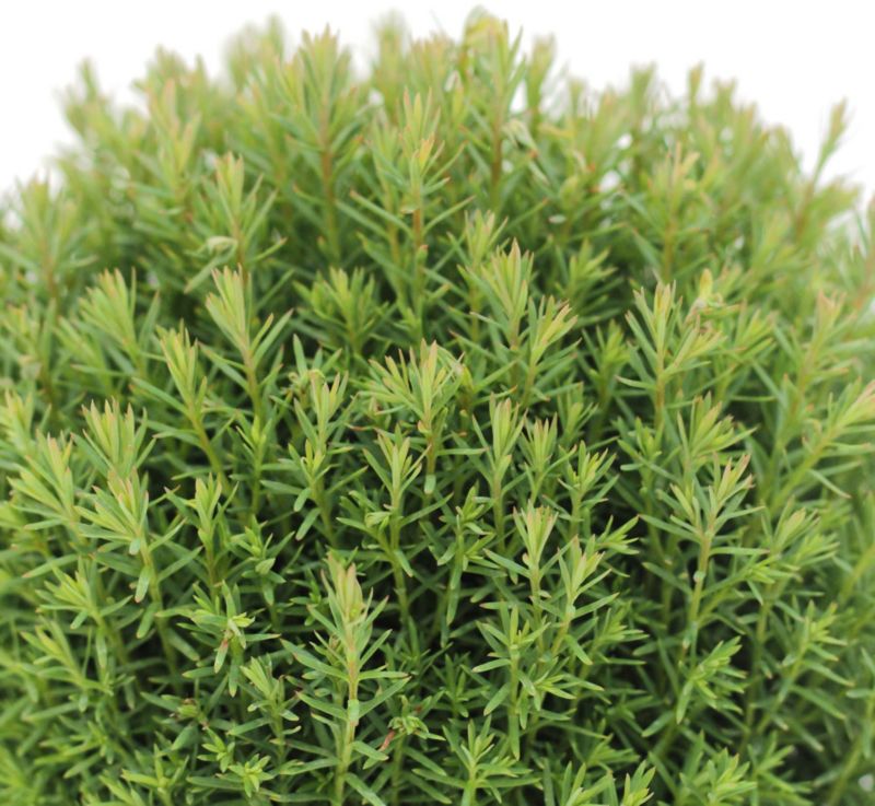 Thuja vestlig livstræ Teddy Verve 2 l