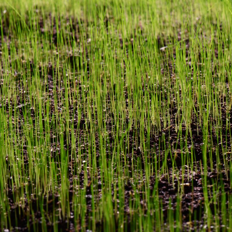 Verve græsfrø med gødning 1,5 kg