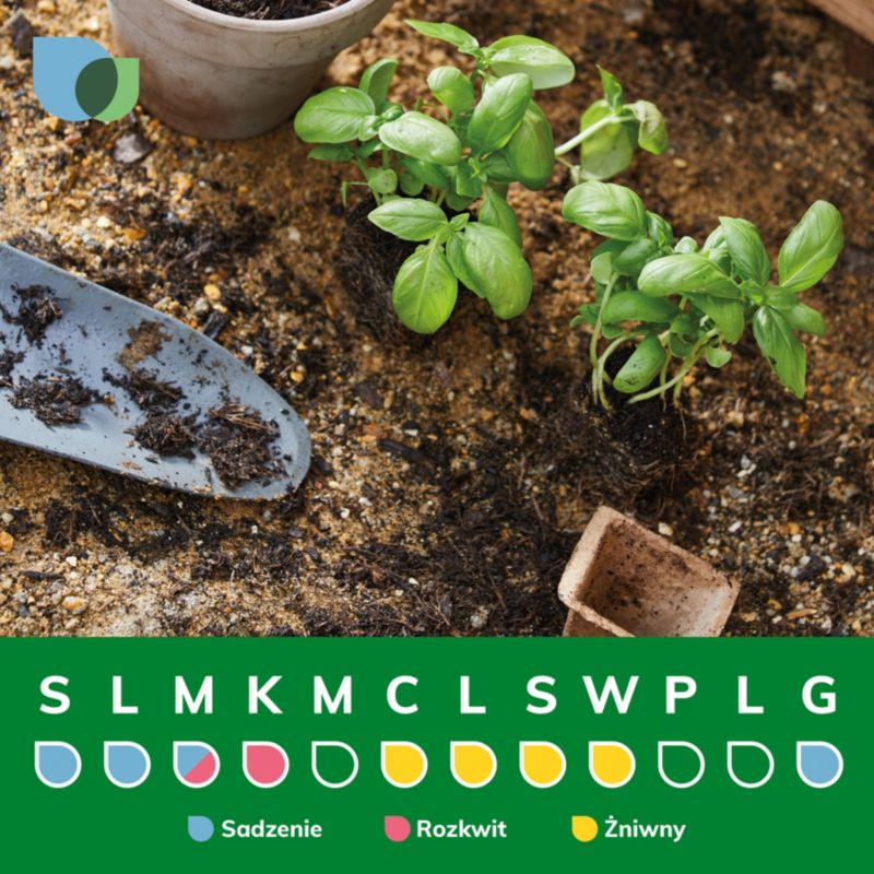 Elsanta Verve jordbær 6 stk.