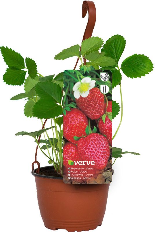 Hængende jordbær Verve i potte C1,5