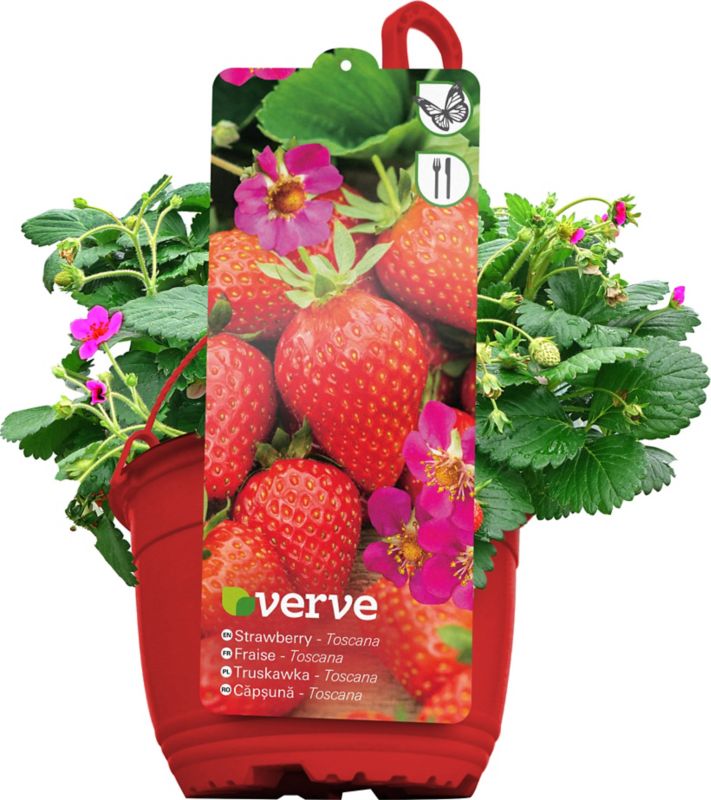 Hængende jordbær Verve
