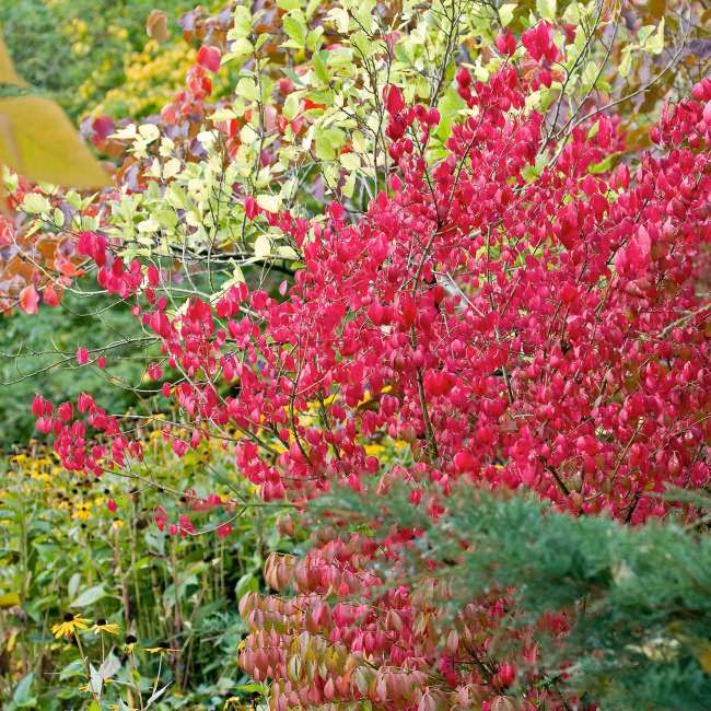 Trædebregne Verve 50-70 cm