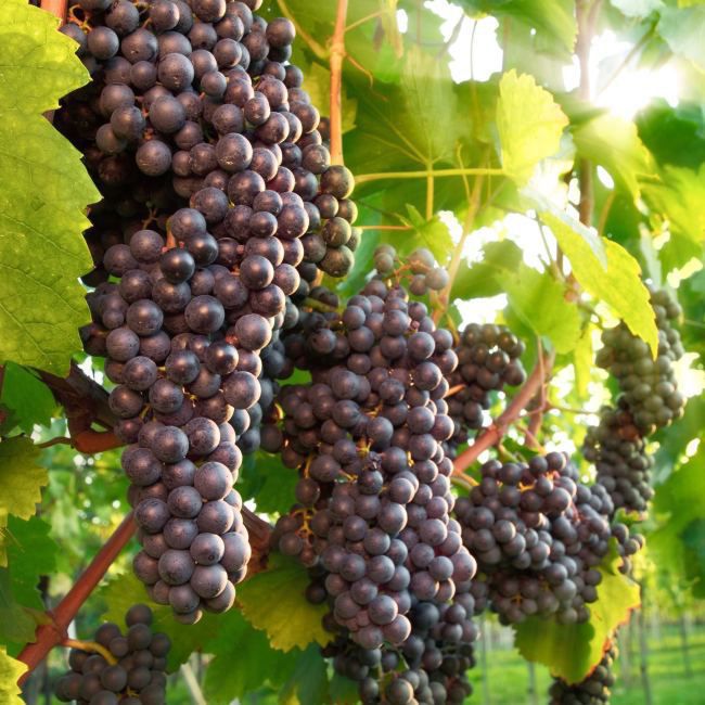 Vitis vindrue mix i 3 l potte