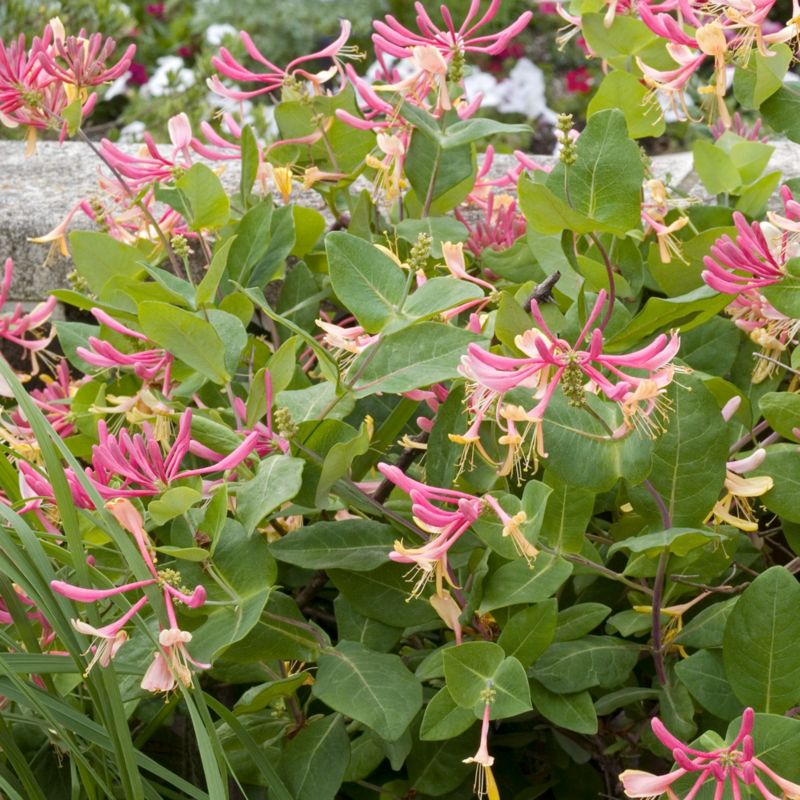 Guldflamme Verve klatrerose 2 l