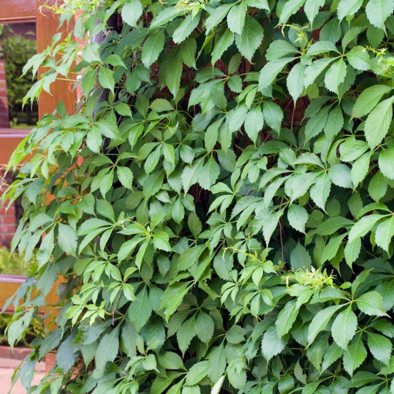 Winobluszcz Red Wall Verve 2 l