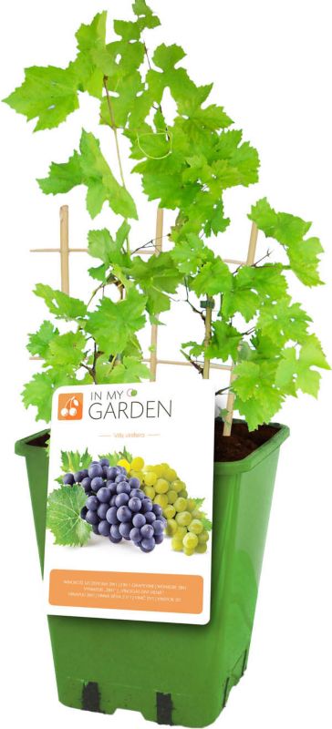 Vindrue 2 i 1 In My Garden C5