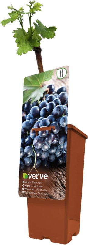 Verve podet vinranke i potte C2