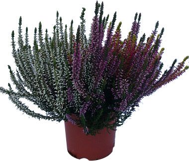 Calluna Trio Girls lyng P11