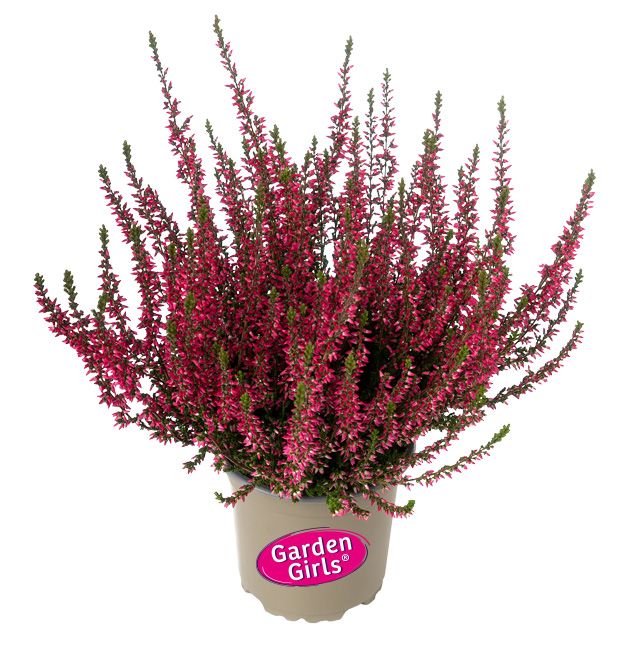 Calluna-plante 11 cm