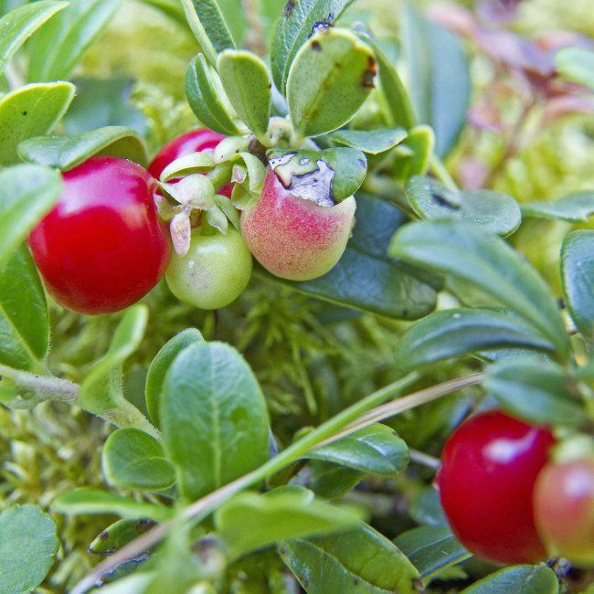 Vaccinium macrocarpon tranebær P11