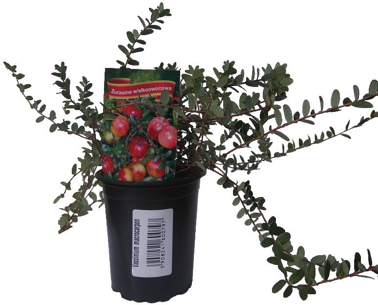 Vaccinium macrocarpon tranebær P9