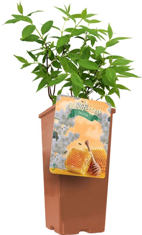 Slyngplanter i potte C2