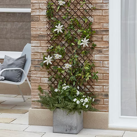 Espalier, havelåger
