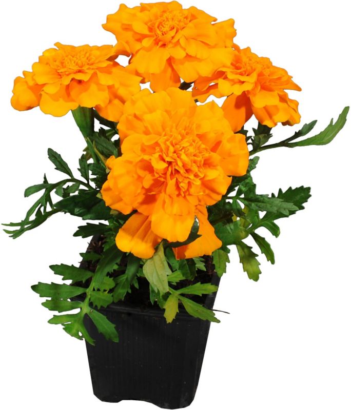 Aksamitblomst African mix 10,5 cm