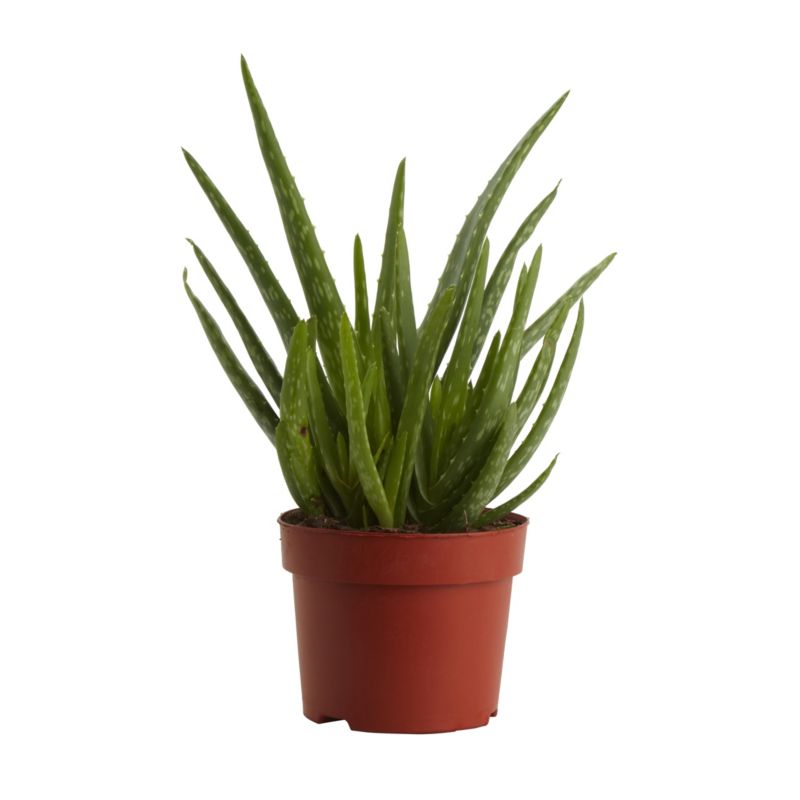 Aloe i 12 cm potte
