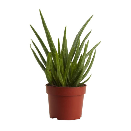 Aloe i 12 cm potte