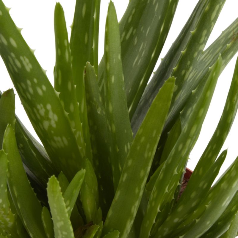 Aloe i 12 cm potte