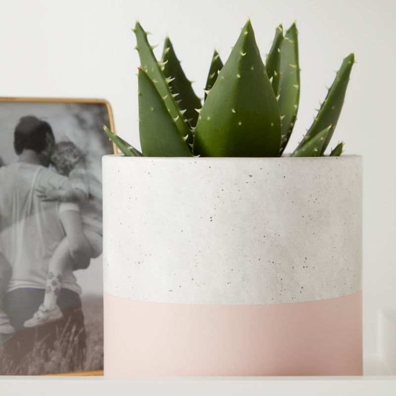 Aloe GoodHome 12 cm