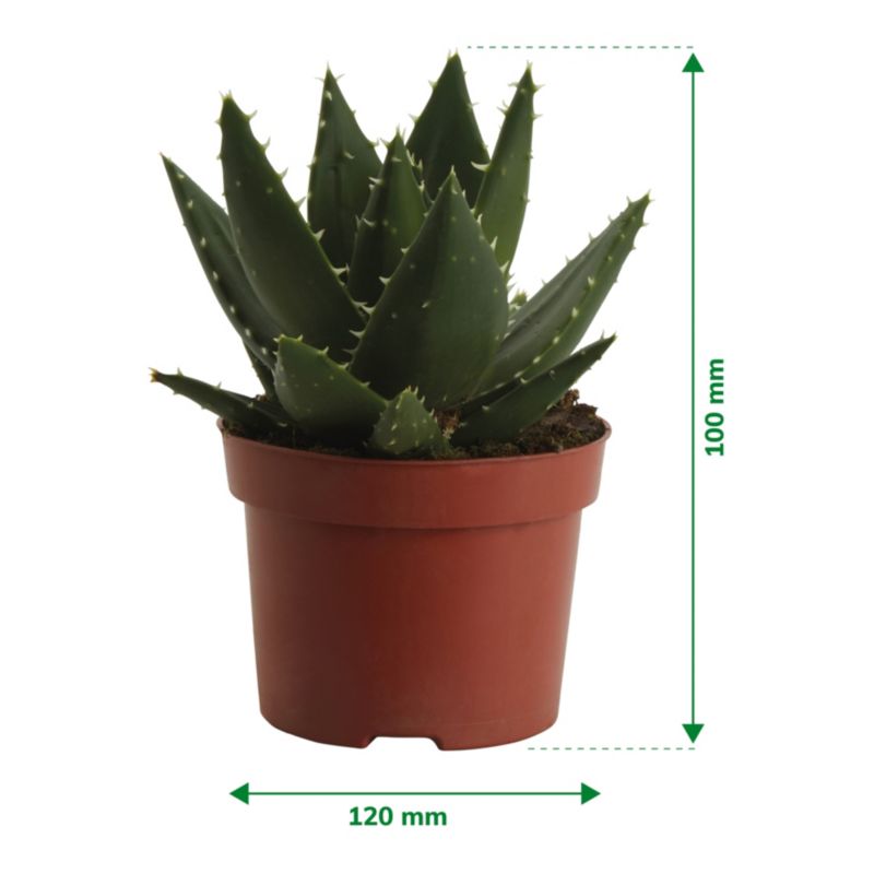 Aloe GoodHome 12 cm
