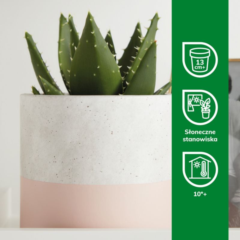 Aloe GoodHome 12 cm