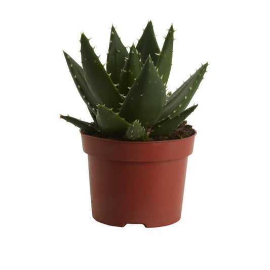 Aloe GoodHome 12 cm