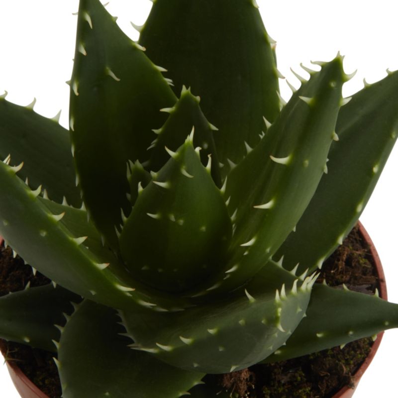 Aloe GoodHome 12 cm