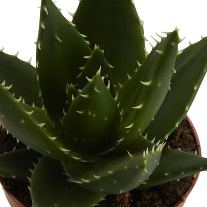 Aloe GoodHome 12 cm