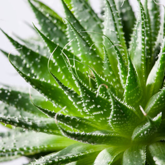 GoodHome tagget aloe 12 cm