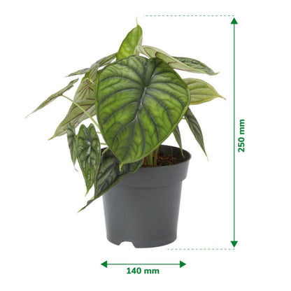 Alocasia Dragon Scale 14 cm