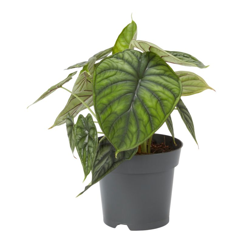 Alocasia Dragon Scale 14 cm