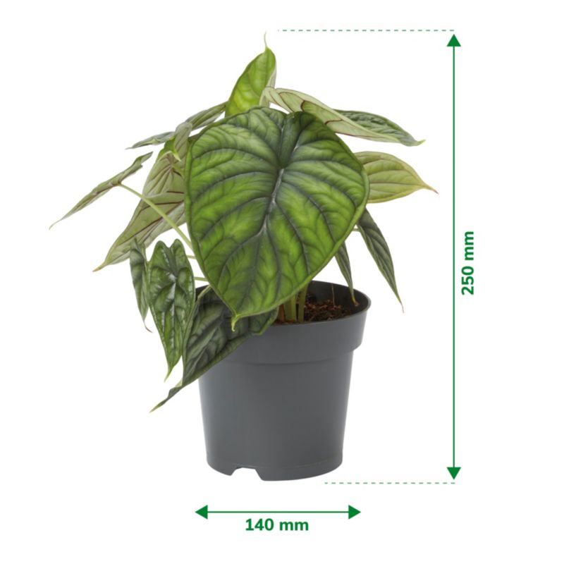 Alocasia Dragon Scale 14 cm