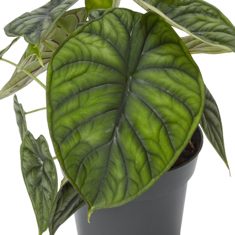 Alocasia Dragon Scale 14 cm