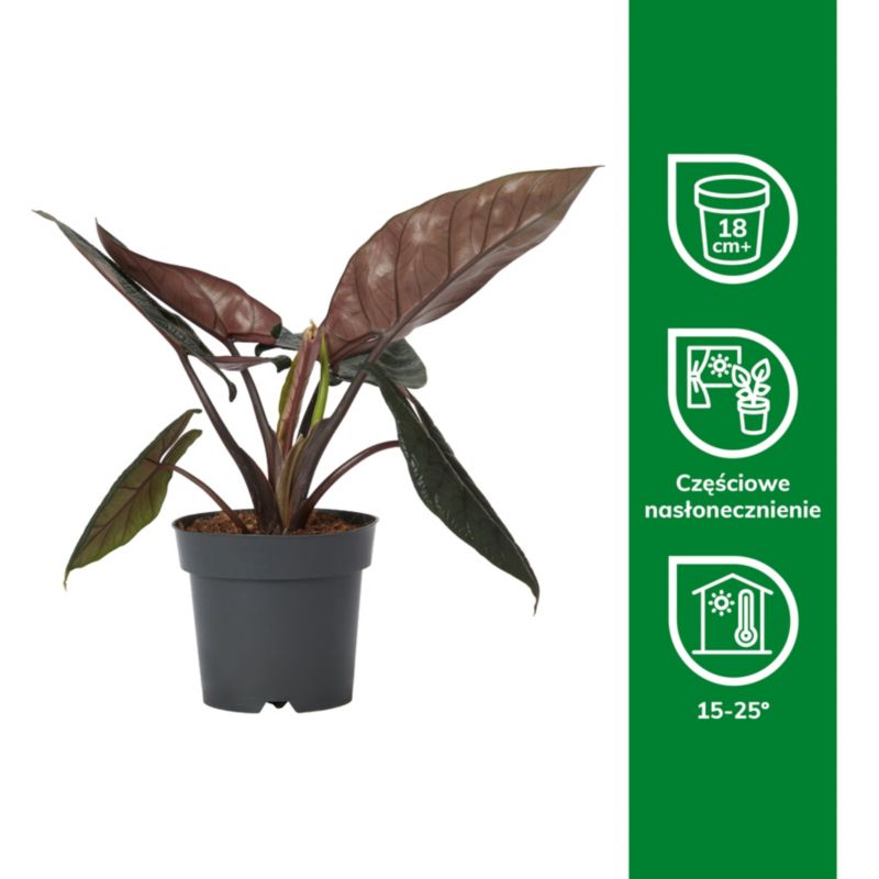 Alocasia Scalprum 17 cm