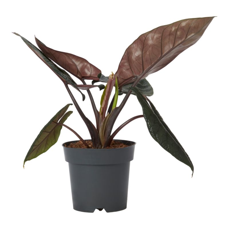 Alocasia Scalprum 17 cm