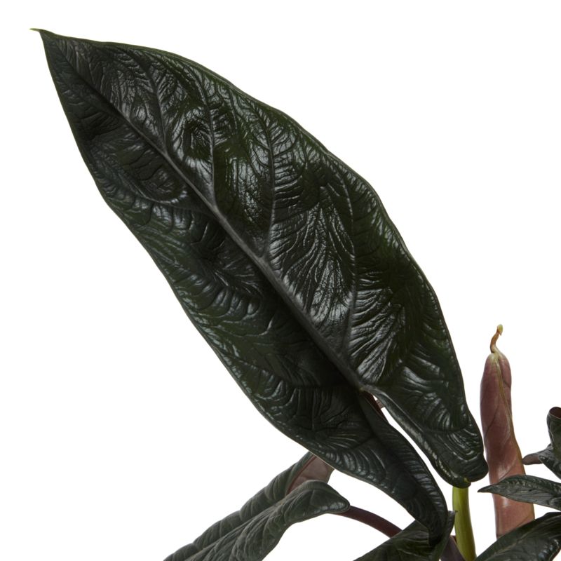 Alocasia Scalprum 17 cm
