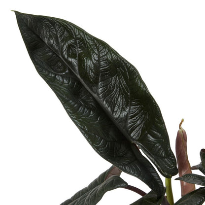 Alocasia Scalprum 17 cm